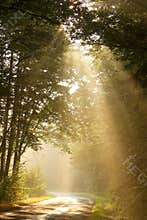 Light of the rising sun falls in the autumn woods