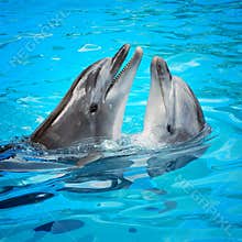 Dolphins
