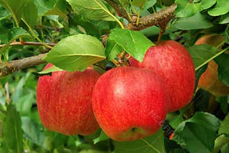 Apple on tree