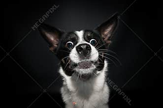 Funny dog face portrait at studio