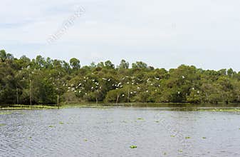Wide view of Tra Su flooded indigo plant forest, with flying flock of stork in An Giang, Mekong delta, Vietnam
