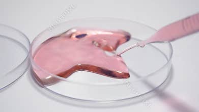 Stem cells research immunotherapy cancer oncology research laboratory technician with gloves using pipette PCR plate and petri dis