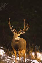 Mule Deer Buck