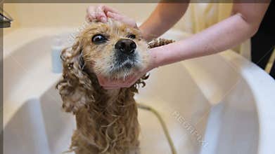 Wash dog head with shampoo close-up