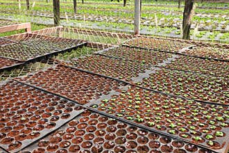 Growing organic vegetable farms