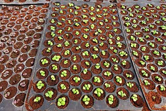 Growing organic vegetable farms