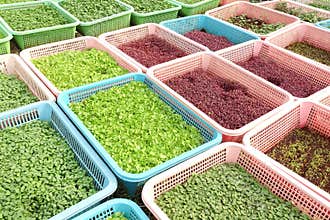 Growing organic vegetable farms