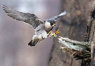Peregrine Falcon in New Jersey