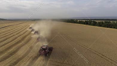 Flight over the wheat field. The harvesters harvest. Agriculture and agro-industry 4K