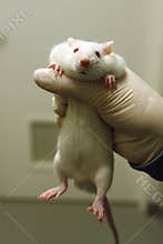 White lab rat in an animal testing facility