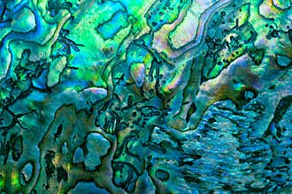 New Zealand paua shell background