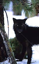 Black wolf Stare