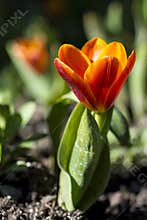 A cluster of spring crocuses