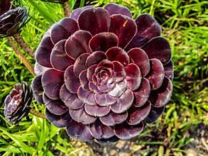Purple Aeonium