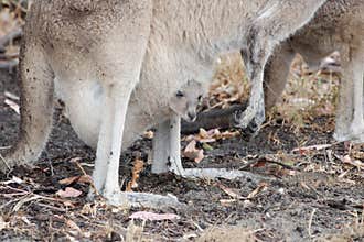 Kangaroo joey looking out pouch, West Australia