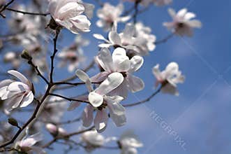 the beautiful colors of Spring