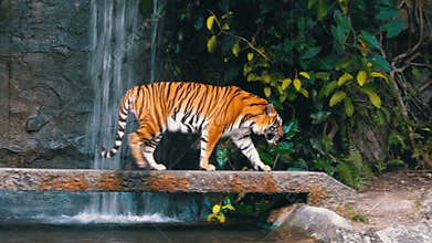 The tiger walks on the rock near the waterfall. Thailand