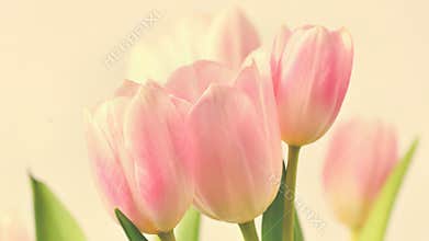 Beautiful delicate spring flowers - pink tulips. Pastel colors and on a pure background. Close-up of flowers with drops o
