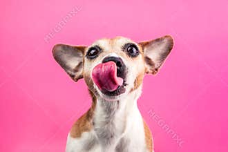 Licking cute dog on pink background. Hungry face. Want delicious pet food. Tasty lanch time