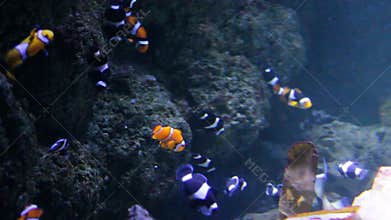 Clownfish many swimming underwater in aquarium, Clownfish or anemonefish are fishes from the subfamily Amphiprioninae in the famil