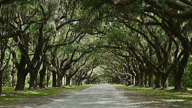 Wormsloe Historic Site / Georgia / USA