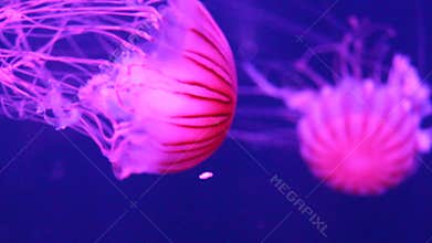 Jellyfish Japanese sea nettle swim swimming underwater alive living, also know as: northern sea nettle, Pacific sea nettle