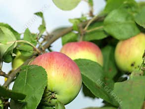 Apple tree