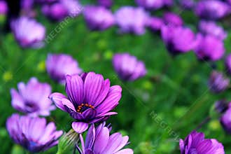 Purple African Daisy bush meadow in bloom