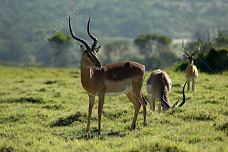 Antelope