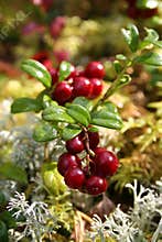 Fresh red cranberries