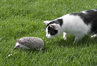 Hedgehog African pygmy hedgehog and cat