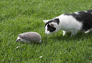 Hedgehog African pygmy hedgehog and cat