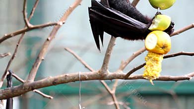 Flying Fox Pteropus Vampyrus Bat