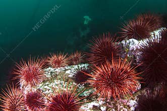 Sea Urchin Colony