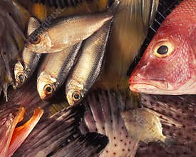 Fish Composition