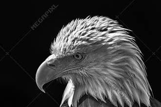American bald eagle. Powerful high-contrast USA national bird mo