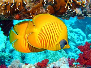 Butterflyfish