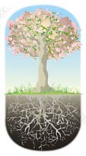 Tree and his roots