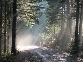 Sun Dappled Forest