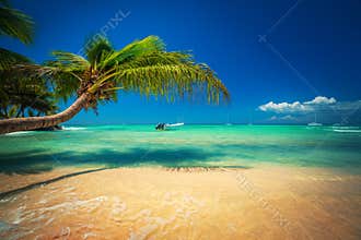 Palmtree and tropical beach. Exotic island Saona in Caribbean sea, Dominican Republic