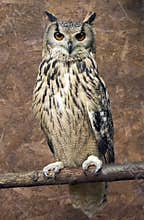 Rock Eagle Owl