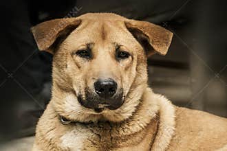 Face of dog. Portrait of pet. Animal. Animalia. Animal lover. Dog lover. Canine. Canis.