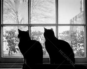 Two Cats Sitting at Window