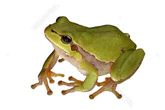 Tree-frog