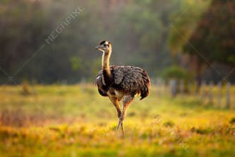 Greater Rhea, Rhea americana, big bird with fluffy feathers, animal in nature habitat, evening sun, Pantanal, Brazil. Rhea on the