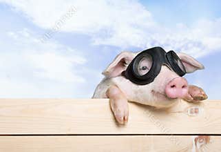 Pig with glasses on wooden fence