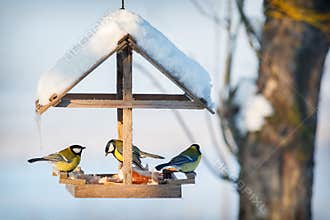Three tit in the snowy winter bird feeder