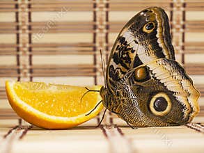 Yellow-edged giant owl butterfly Caligo atreus feeds on orange on straw overlay