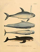 Illustrations of animal.