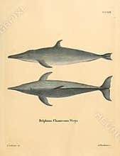 Illustrations of animal.